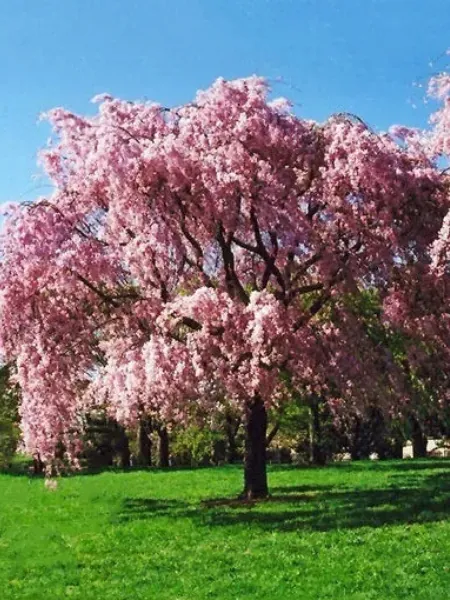 Weeping Cherry Tree